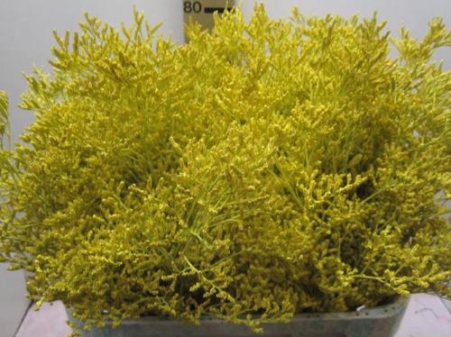Limonium overig kleurbehandeld H%