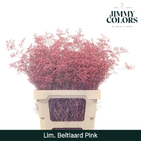 Limonium overig kleurbehandeld H%