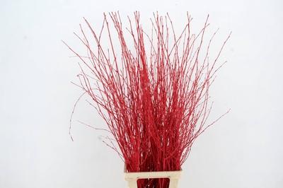 Betula per bos kleurbehandeld