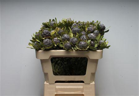 Leucadendron pubescens