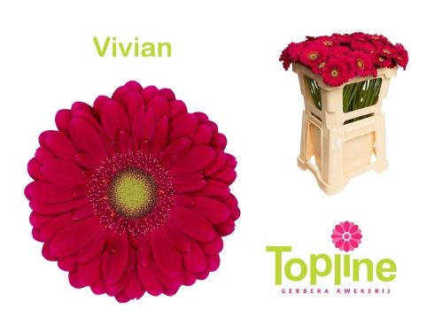 Gerbera mini Vivian