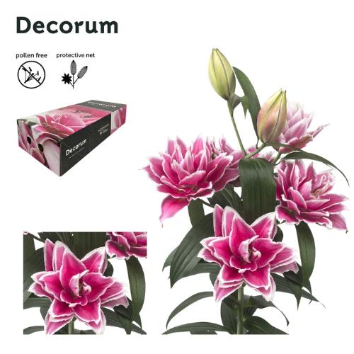 Lilium Oriental dubbel Grp Roselily Samantha