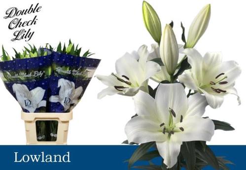 Lilium (OT-hybrids Grp) 'Lowland'