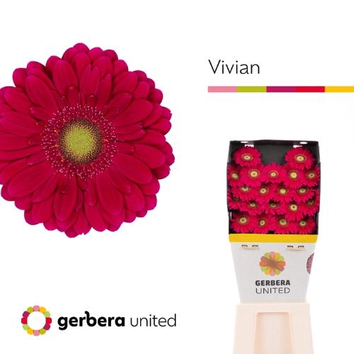 Gerbera mini Vivian