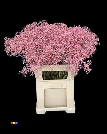 Gypsophila overig kleurbehandeld H%