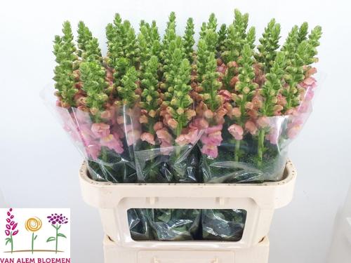 Antirrhinum majus 'Opus Pink'