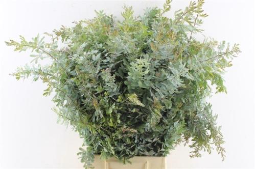 Acacia baileyana groen