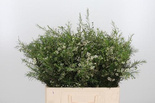 Chamelaucium uncinatum 'White Star'