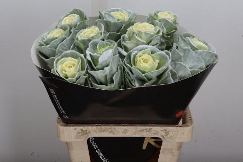 Brassica oleracea kleurbehandeld H%