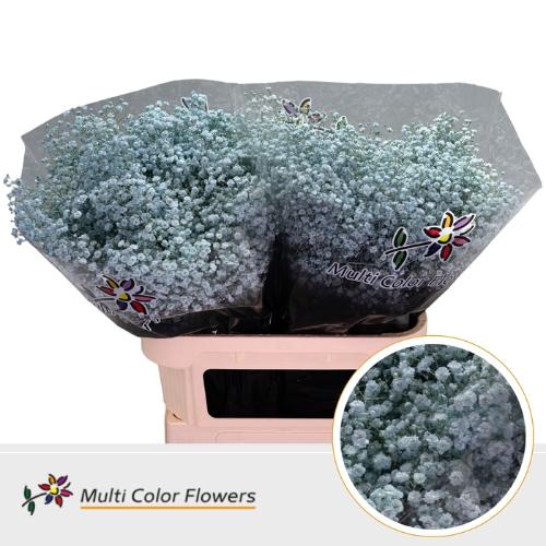 Gypsophila overig kleurbehandeld H%