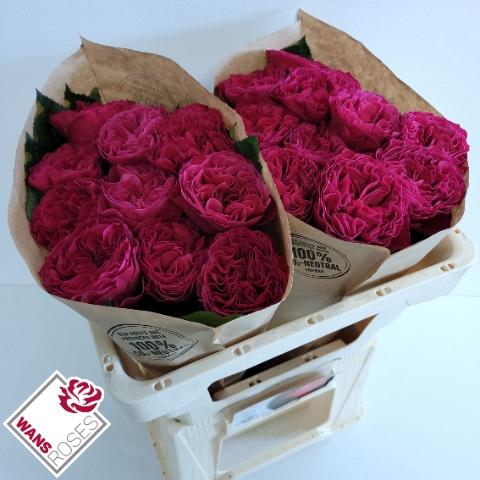 Rosa grootbloemig Pink 'N Pretty