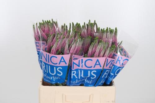 Veronica Clea Roswitha