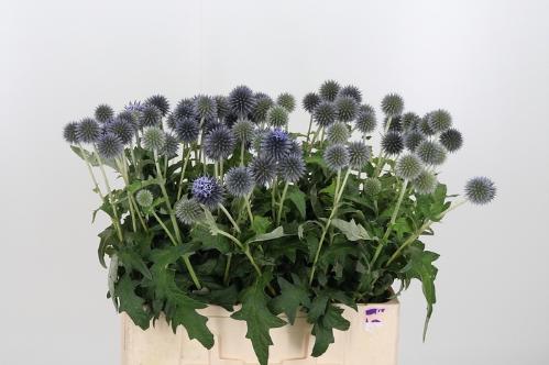 Echinops bannaticus 'Blue Globe'