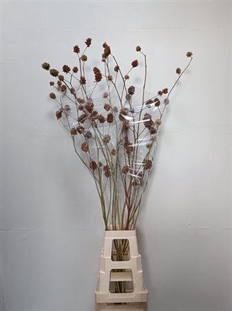 Glycyrrhiza yunnanensis (zaaddoos)