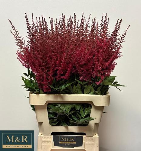 Astilbe Arendsii Grp 'Paul G