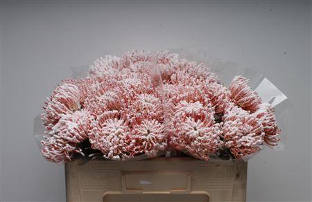 Leucospermum 'Naomi' kleurbehandeld H%