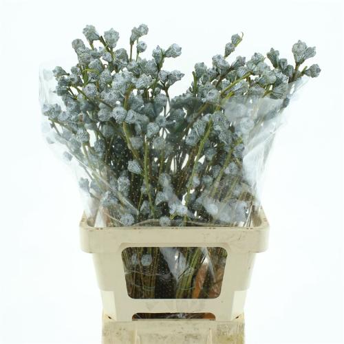 Eucalyptus per bos overig bloem
