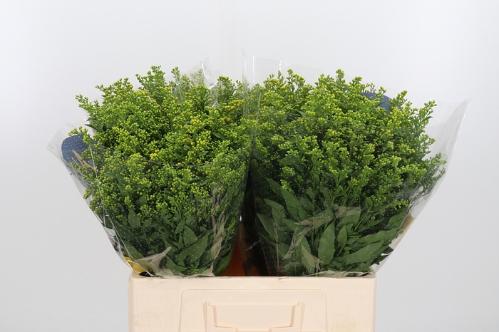 Solidago Carzan Glory