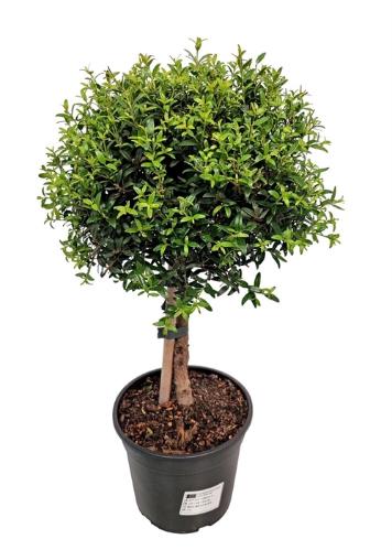 Myrtus communis