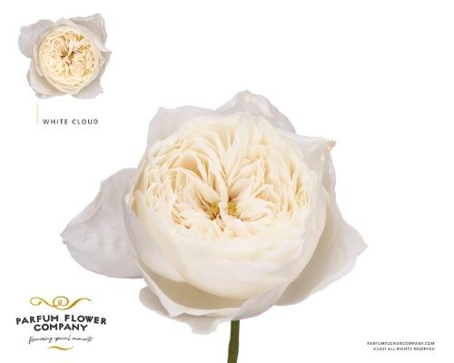 Rosa grootbloemig overig
