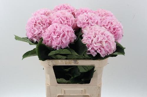 Hydrangea macrophylla 'Verena'