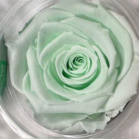 Rosa grootbloemig kleurbehandeld H%