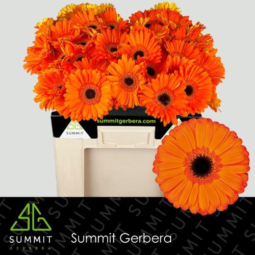 Gerbera grootbloemig 'Applause'