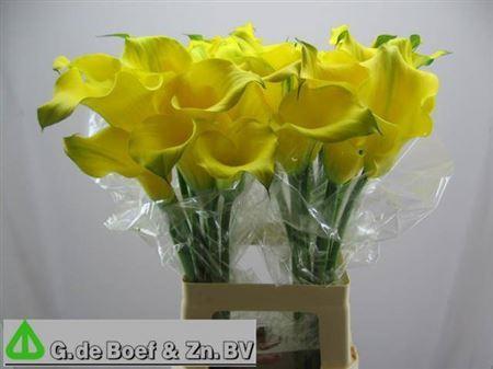 Zantedeschia 'Captain Solo'