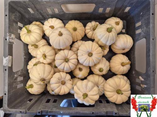 Siervruchten per stuk Cucurbita pepo 'Baby Boo'