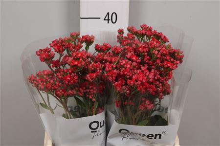 Kalanchoe 'Pretty Red Meadow'