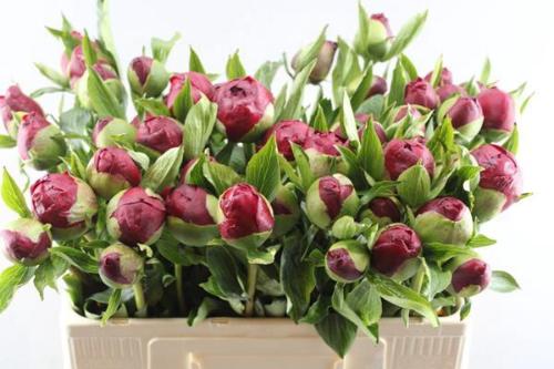 Paeonia 'Christmas Velvet'