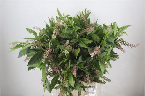 Decoratiegroen overig per bos