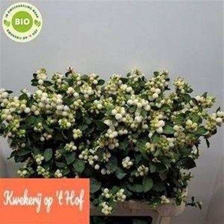 Symphoricarpos Magical Avalanche