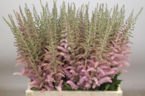 Astilbe chinensis 'Glitter and Glamour'