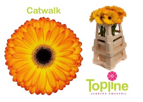 Gerbera grootbloemig 'Catwalk'