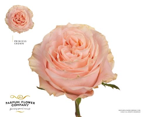 Rosa grootbloemig Princess Crown