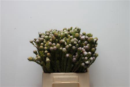 Leucadendron linifolium