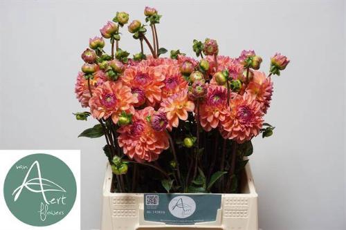 Dahlia Decor Grp 'Sebastian'