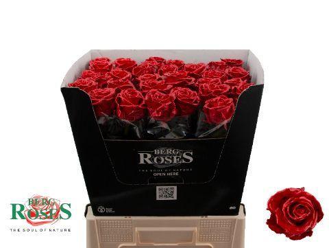 Rosa grootbloemig gewaxt H%