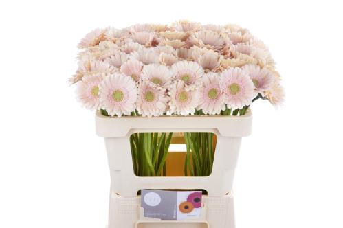 Gerbera mini Alix-Noor