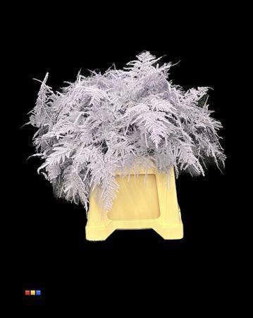 Asparagus overig kleurbehandeld H%