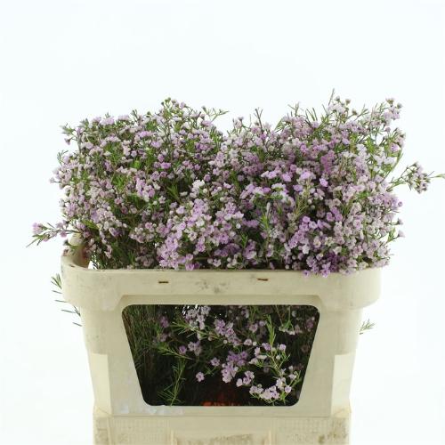 Chamelaucium uncinatum 'Dancing Queen'