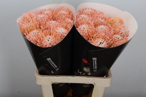 Leucospermum overig