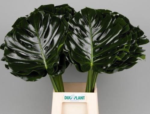 Monstera (blad)