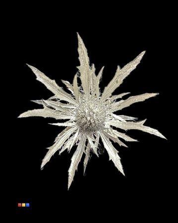 Eryngium alpinum kleurbehandeld H%
