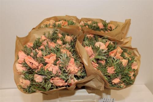 Snijbloemen overig kleurbehandeld H%