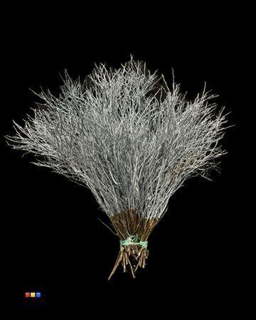 Vaccinium kleurbehandeld H%