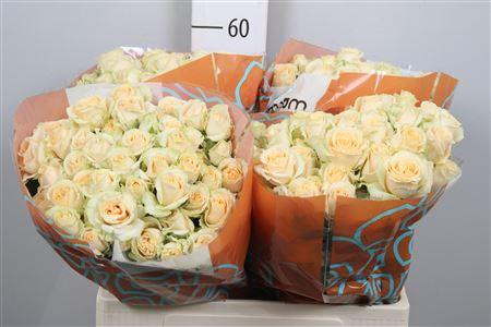 Rosa tros Salinero