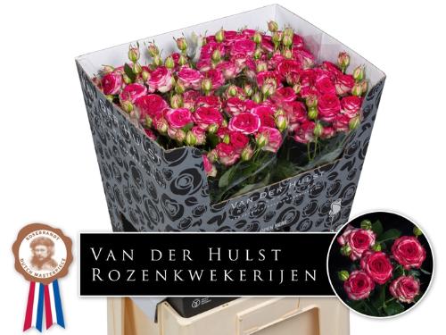 Rosa tros overig