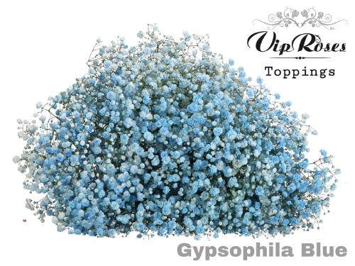 Gypsophila overig kleurbehandeld H%